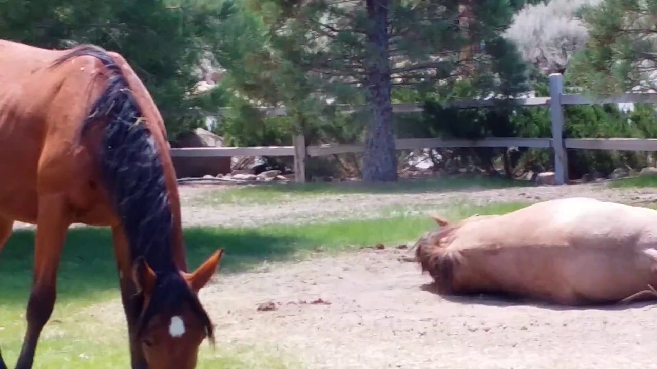 Wild mustangs in our front yard!