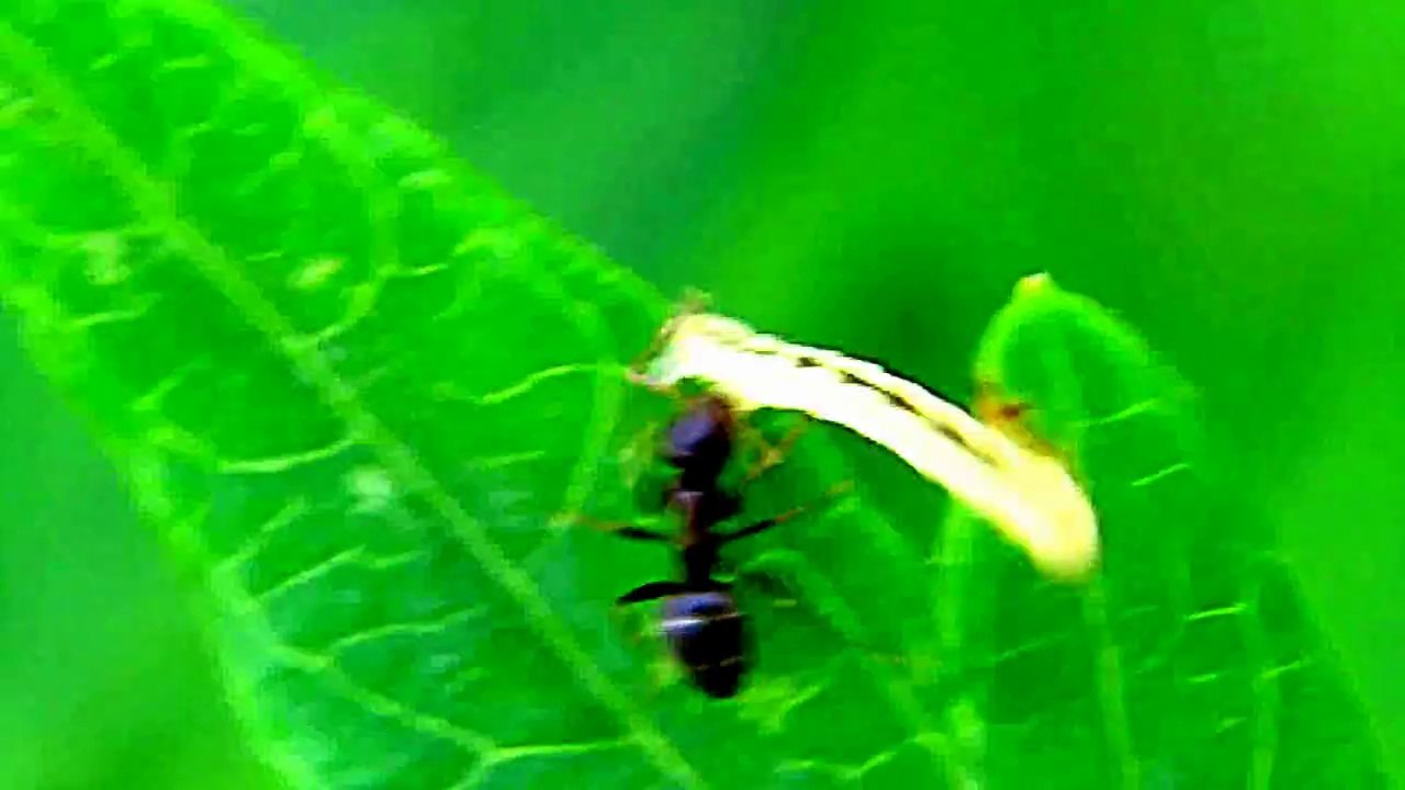 Monster Bug wars-Caterpillar Vs Savage Ants
