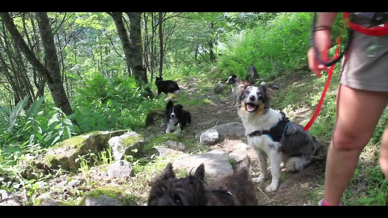 Balade chien