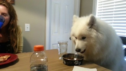 Lexi the Samoyed eats dinner at the table...