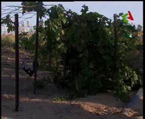 Algerie,Tam,agri,bananes,mangue,chameaux