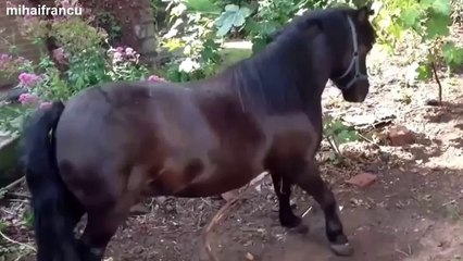 Funny Videos Of Horses Compilation 2014 [NEW]