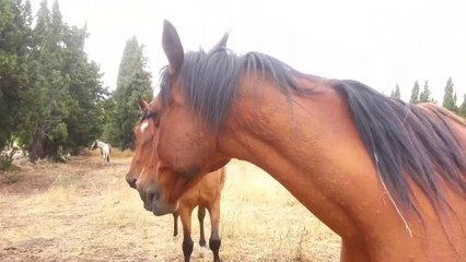 Après la pluie .....