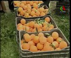 Algerie,Relizane,agrumes
