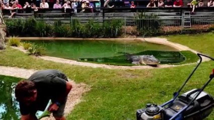 Crocodile ATTACKS Keeper During SHOW at Australia Zoo