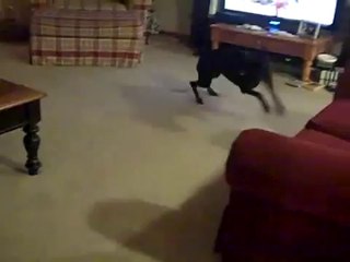 Oyun Seven Doberman Saklambaç Oynuyor