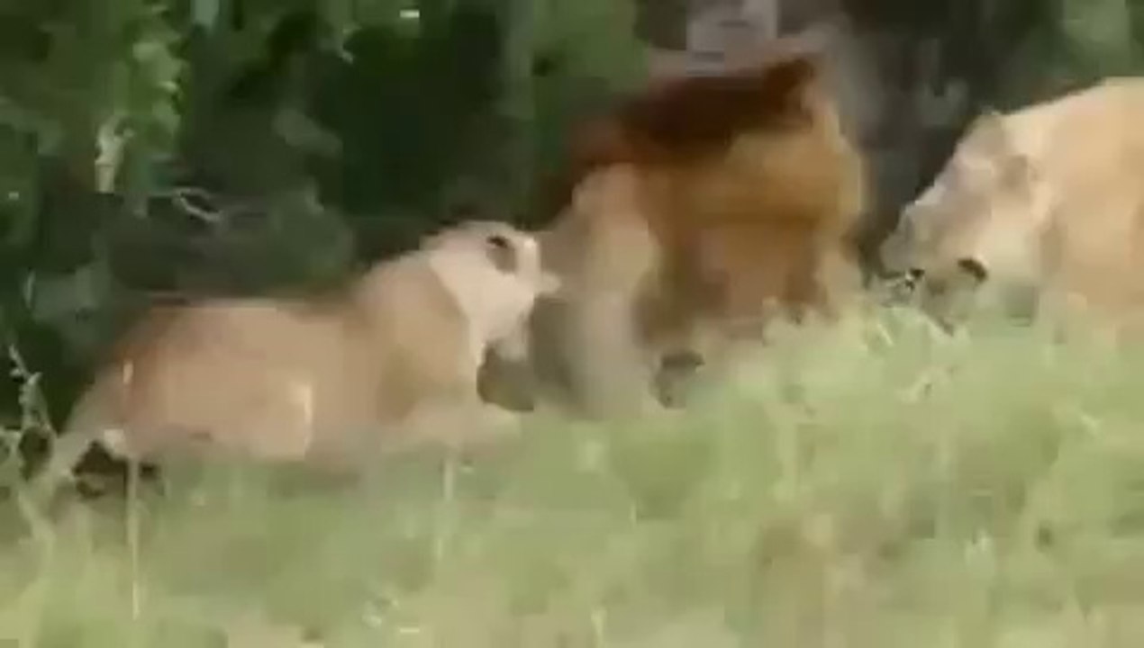 Erkek Aslanların Ölüm Dövüşü