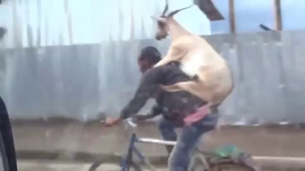 Un homme à vélo porte une chèvre sur son dos