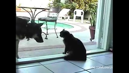 Cats Are Meaner Than Dogs - happymedulla, Pulse TV Uncut