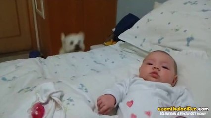 Bebeğe Şebeklik Yapan Köpek