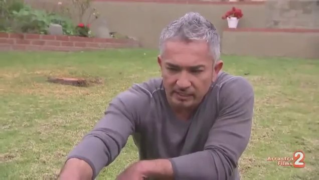 Dog Whisperer Cesar Millan Attacked And Bitten By Mad Dog Luis Suárez
