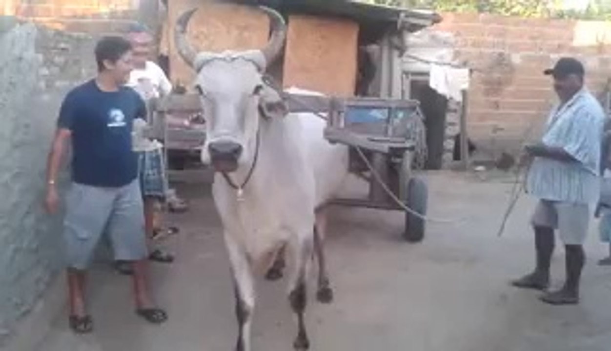 an inteligent ox