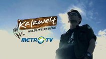 KALAWEIT WILDLIFE TRAILER on Metro TV