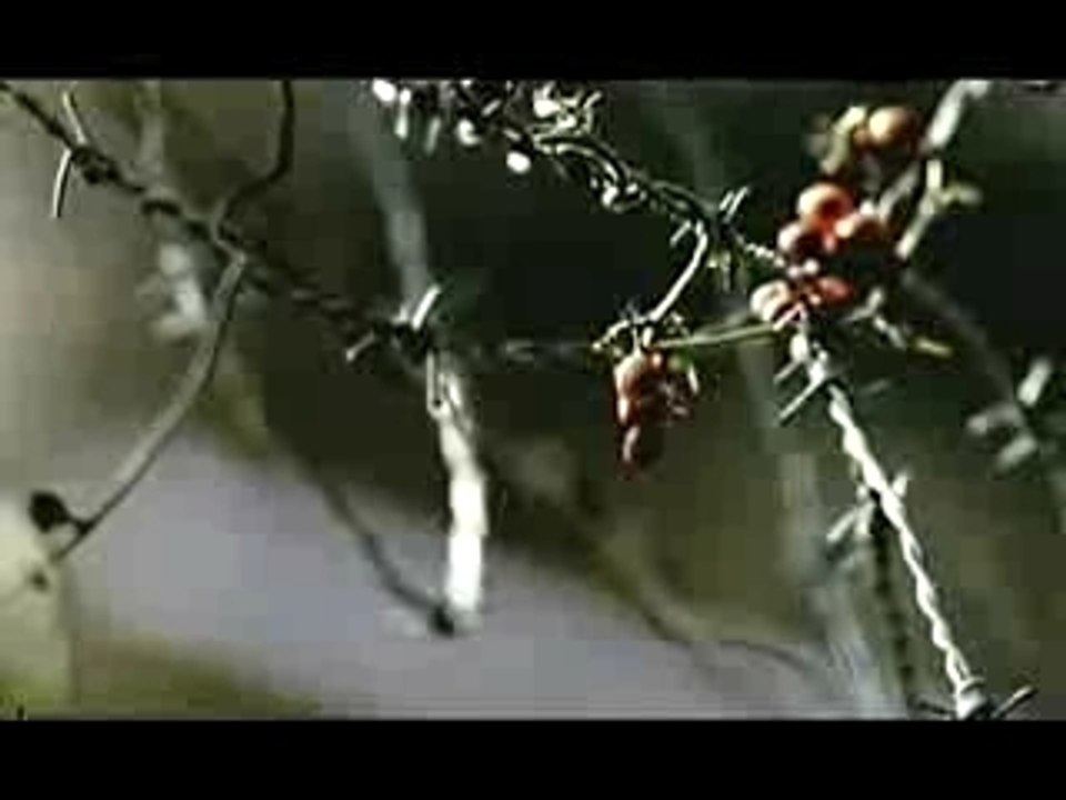 lil scrappy feat. sean paul "oh yeah"