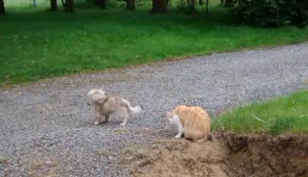 chasse à la souris (04/06/11)