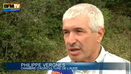 Minervois: La tempête de grêle endommage deux saisons de production - 08/07