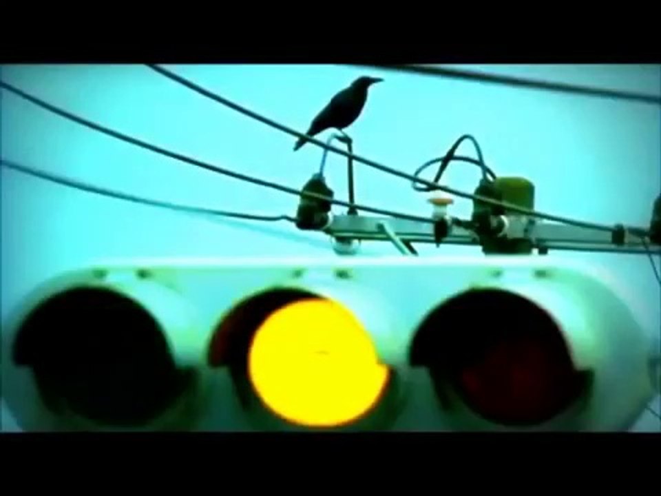 Crow is very clever watch it