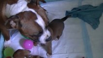 24ème vidéo de la 16ème portée staffie et leur maman de Staffordland