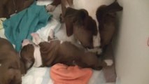 30ème vidéo Pendant la nuit avec le chiot n°1 de la 16ème portée staffie de Staffordland