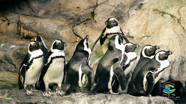 Découvrez les manchots du Cap, ces drôles d'oiseaux d'Afrique !