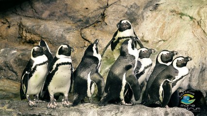 Découvrez les manchots du Cap, ces drôles d'oiseaux d'Afrique !