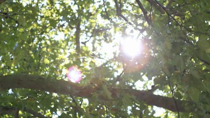 Jerald Fields, basketteur de l'Hermine