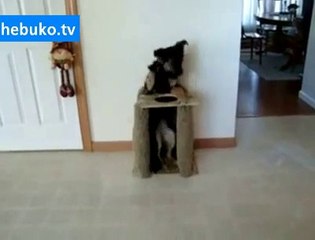 kendine yemek masası hazırlayan akıllı köpek - her eve lazım :)