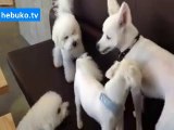 kavgayı ayırıp bir de üzerine fırça atan köpek - haketmiş yaramazlar :D