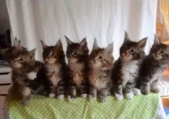 Seven Cute Kittens With Great Reflexes