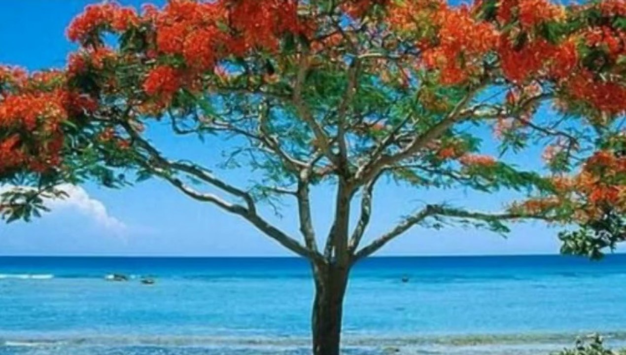 HAYALİMDEKİ DÜŞLER