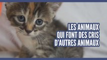 Top des animaux qui crient comme d'autres animaux