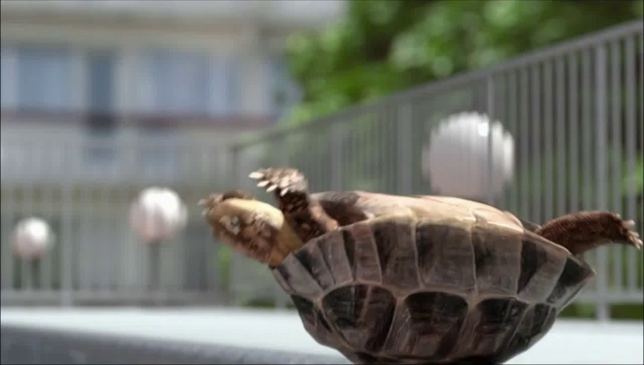 Une Tortue fait du skate sur une Rampe - jingle TV énorme!