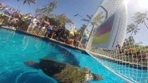 World Cup 2014- Cabeção the 'psychic' turtle gives his prediction for Brazil v Germany semi-final – video - Football - SNTV World Cup