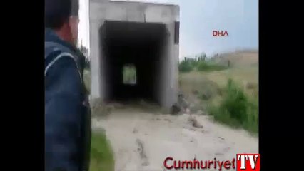 Sele kapılan ineğin yaşam mücadelesi