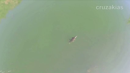 Le crocodile de Crète filmé par un drone