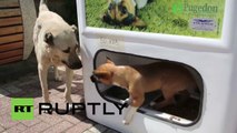 Turkey: Recycle a bottle, feed a stray dog