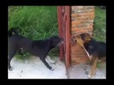 So hilarious dogs about to fight each other.. but You're lucky there's a fence here