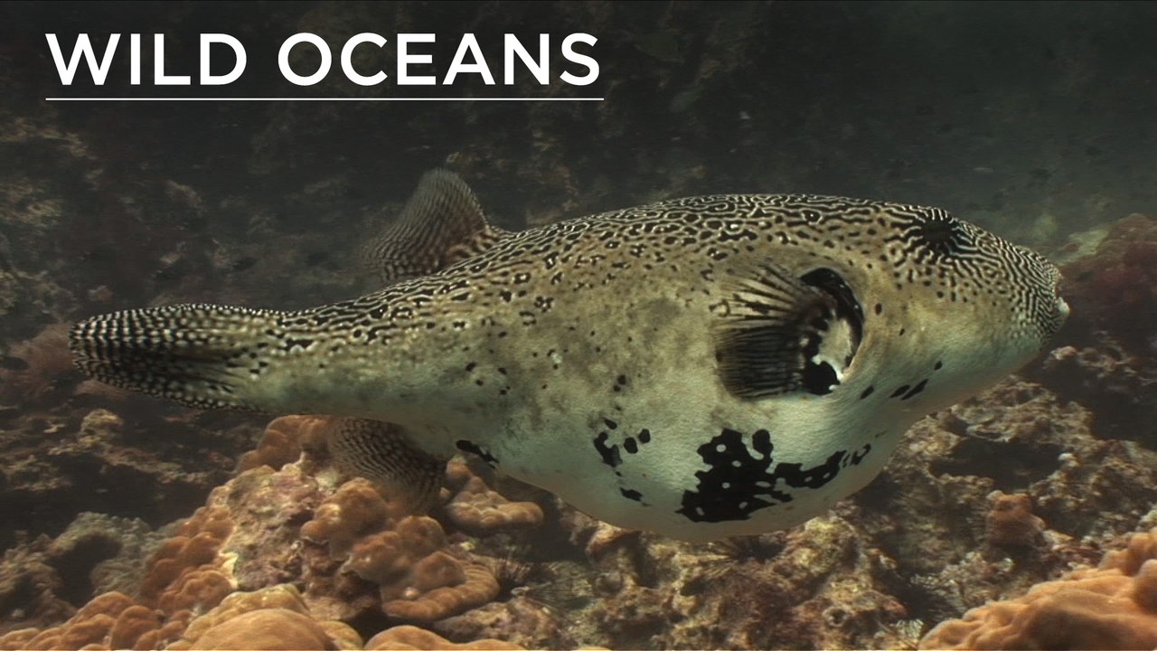 Spawning clams, an unusual anemone and a VERY bloated pufferfish