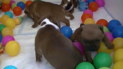 32ème vidéo de la 16ème portée staffie de Staffordland