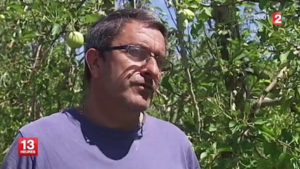 Des vergers dévastés dans l'Aude après les orages