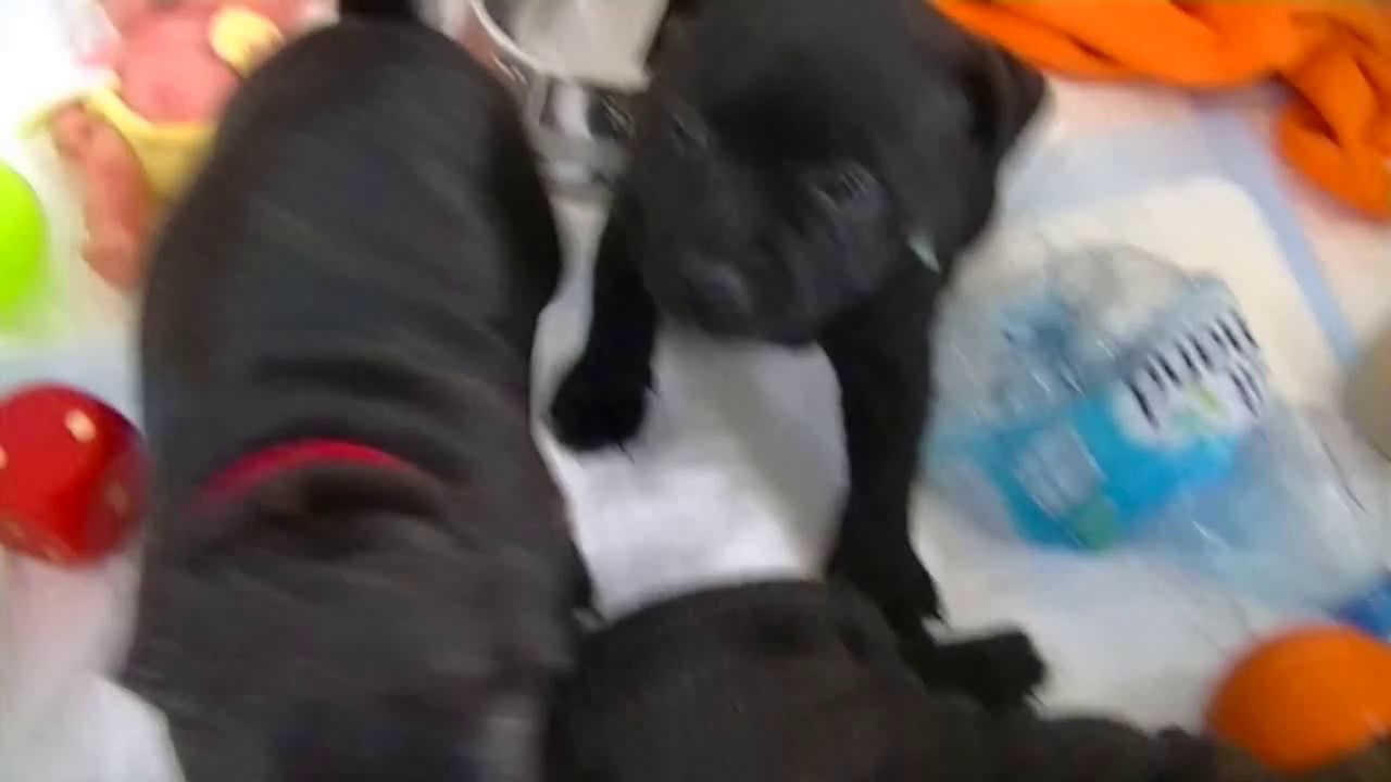 33ème vidéo Chiot n°4-Femelle (collier rouge) de la 15ème portée staffie de Staffordland