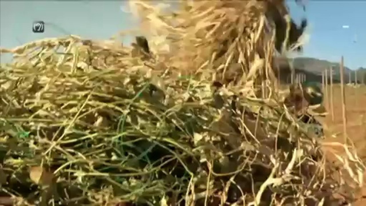 TV3 - Dimecres, 22.35, a TV3 - Els llegums, a "Collita pròpia"