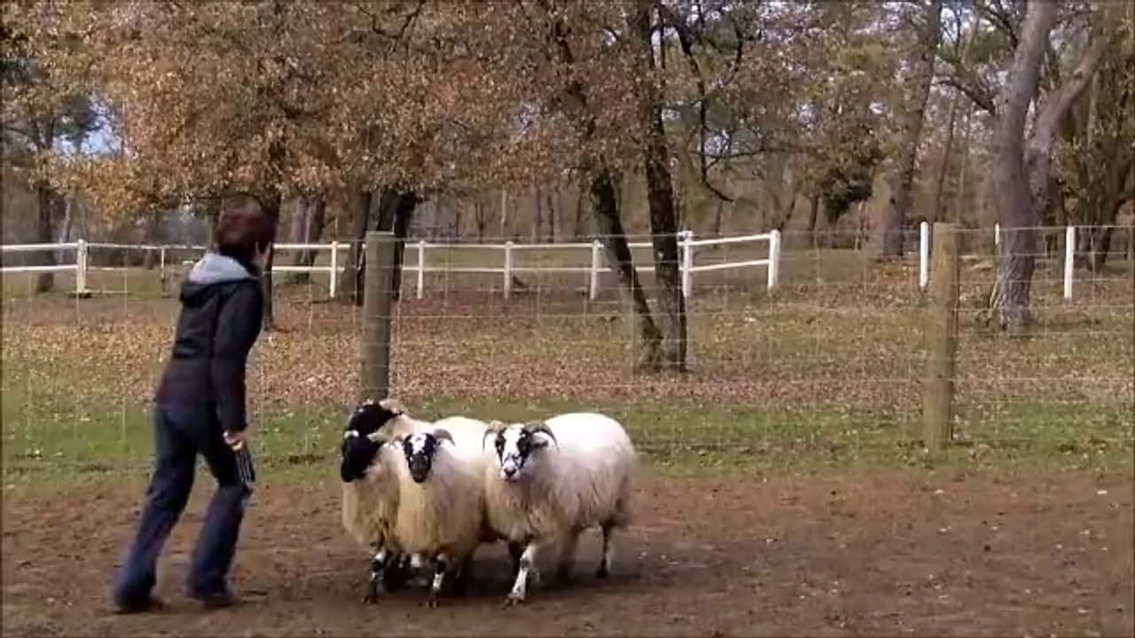 HEAVY MOUTONS SEANCE 1 18122013