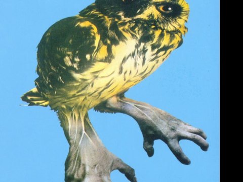 Braichild She's Learning 1970 UK Prog Rock Jazz Fusion