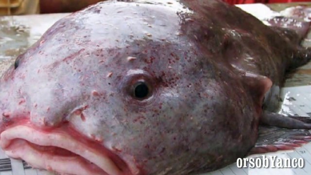 IL PESCE PIU' BRUTTO DEL MONDO - PSYCRHOLUTES MARCIDUS