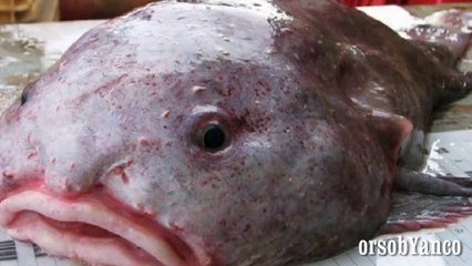 IL PESCE PIU' BRUTTO DEL MONDO - PSYCRHOLUTES MARCIDUS