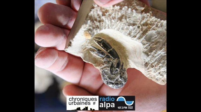 Les chercheurs de cailloux : fossiles et paléontologie avec Gabriel Delaroue