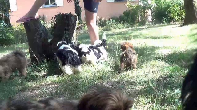 chiots Lhassa Apso et Shih Tzu du Clos des AVN le 05 07 14