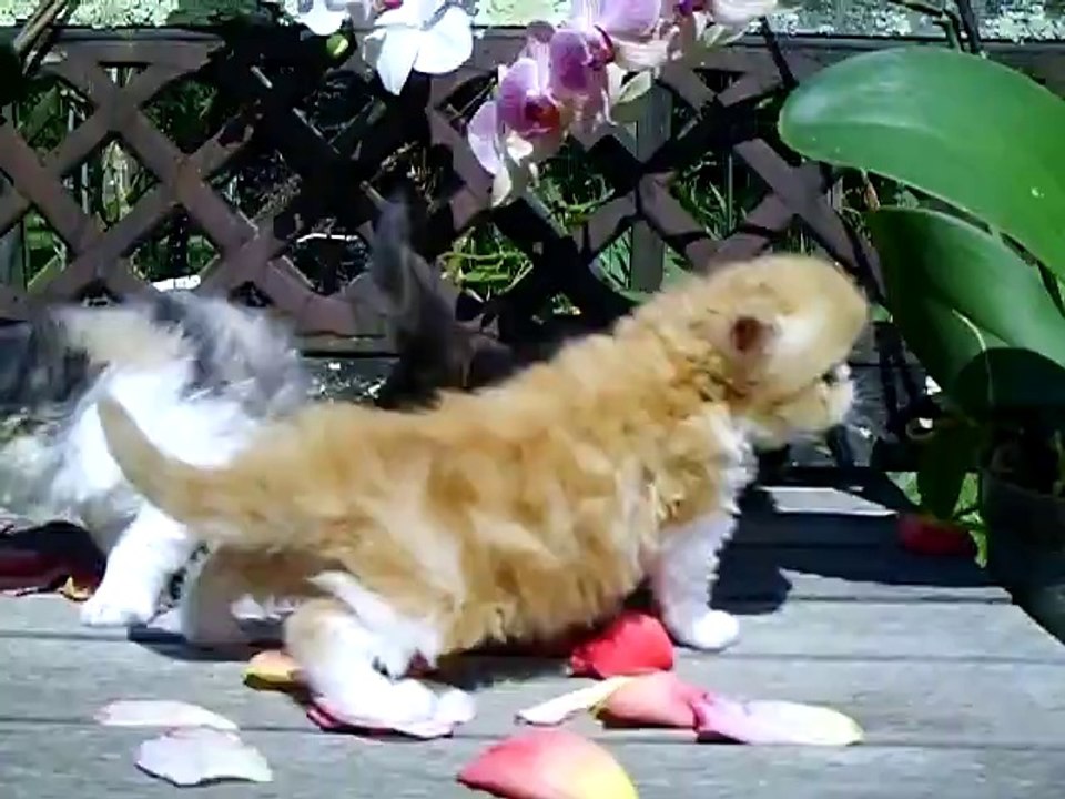 3 CHATONS DE HIROSHIMA 3 SEMAINES ET DEMI