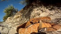 Rattlesnake Attack filmed with a Gopro... So so scary animal!
